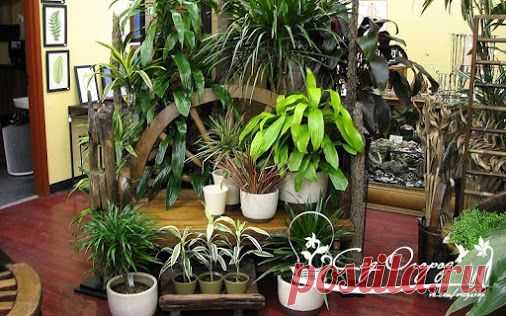 КАК ПОМОЧЬ КОМНАТНЫМ РАСТЕНИЯМ? Есть простое правило: прежде чем поливать…