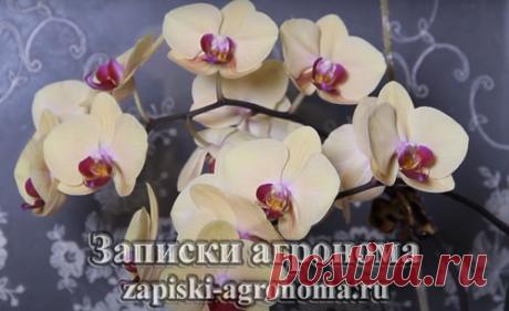В данной статье рассказывается о комнатных растениях, которые в ночное время выделяют кислород. Тем самым ваш сон будет крепким и здоровым.