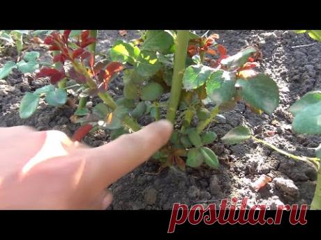 Базальный побег на розе. Как спровоцировать рост!