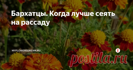 Бархатцы. Когда лучше сеять на рассаду | MyFlowersDream.ru | Яндекс Дзен