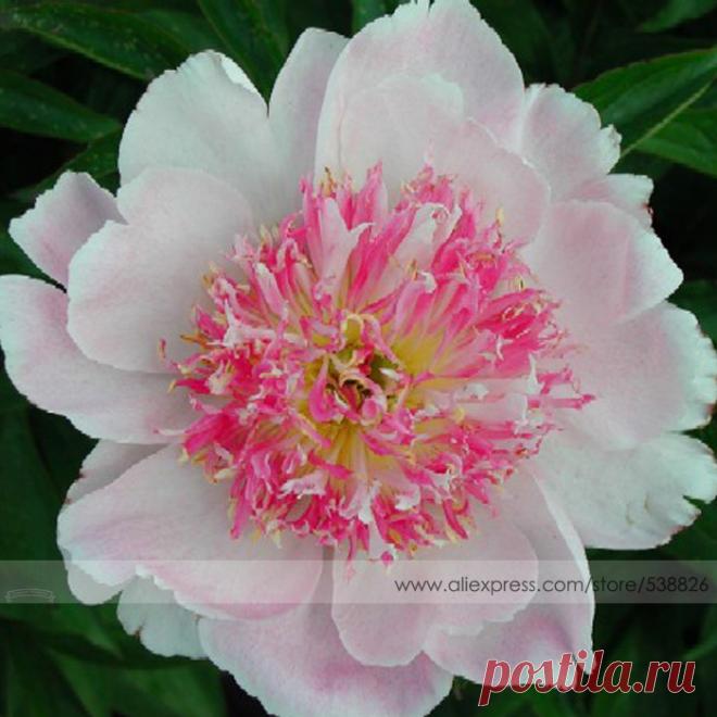 Фамильные розовый красный пион семена цветов, 1 профессиональная упаковка, 5 семена / упаковки, фамильные ло ян китай сад пион #NF553 купить на AliExpress