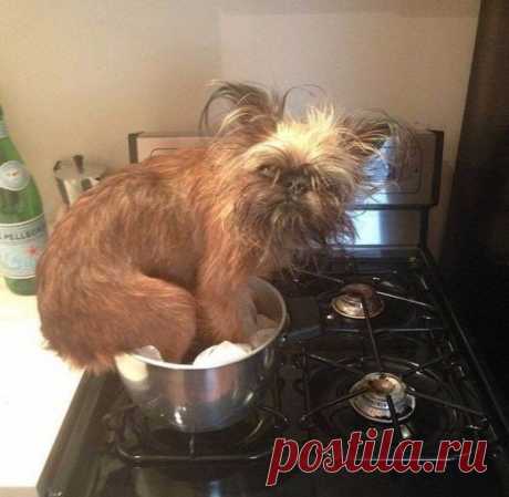 Бурная собачья жизнь