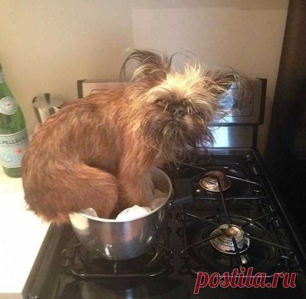 Бурная собачья жизнь