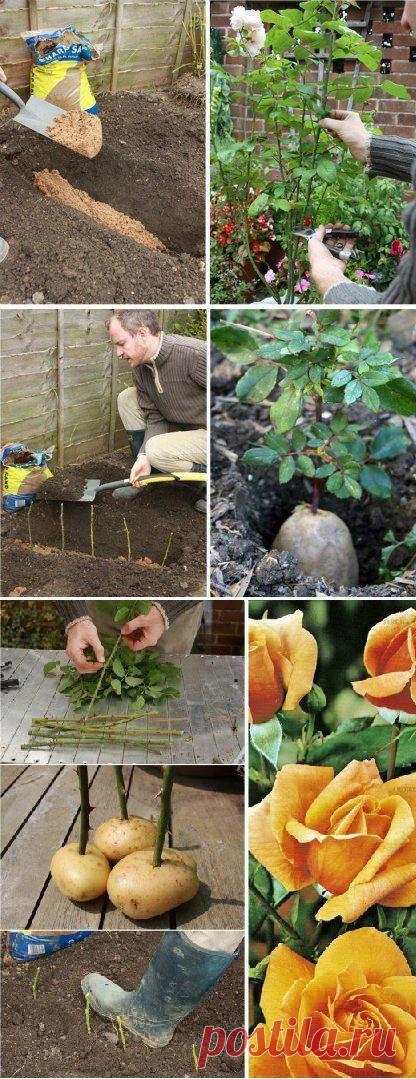 30 диаграмм, чтобы заставить вас стать хозяином растущих роз | Балкон Сад Веб