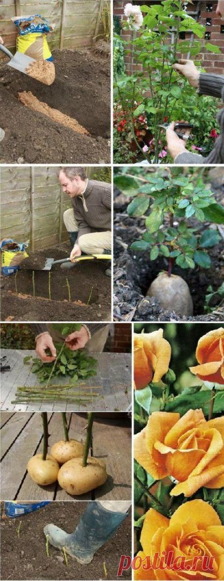 30 диаграмм, чтобы заставить вас стать хозяином растущих роз | Балкон Сад Веб
