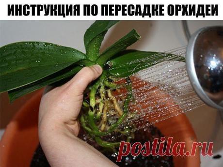КАК ПЕРЕСАДИТЬ ФАЛЕНОПСИС (ОРХИДЕЮ): ПОШАГОВАЯ ИНСТРУКЦИЯ