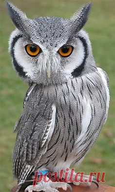 White-Faced Scops Owl (Transformer Owl).