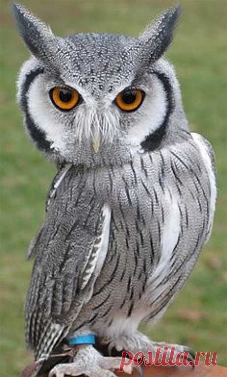 White-Faced Scops Owl (Transformer Owl).