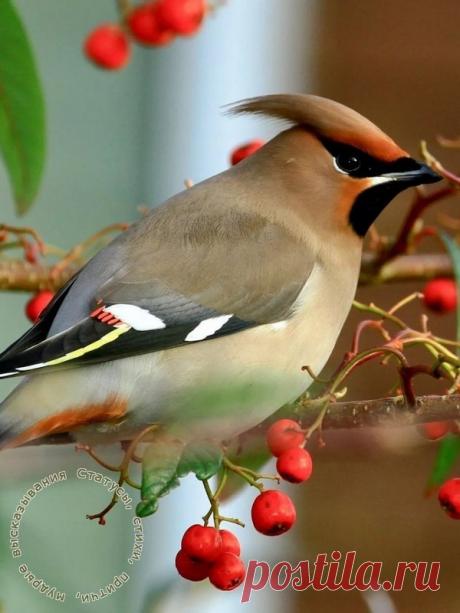 Свиристель