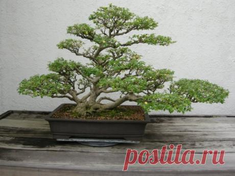 Бонсай из бирючины китайской