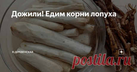 Дожили! Едим корни лопуха Уже почти месяц сидим на самоизоляции, в магазин стараемся лишний раз не ходить за продуктами. Старых запасов хватает. Но вот витаминов  в виде овощей, фруктов и зелени ощутимо не хватает. Слава Богу, дожили до весны! Уже недели две в рационе свежий топинамбур, зеленый лук, крапива. А вот сегодня у нас был новый деликатес – мы приготовили корни лопуха!
Я уже несколько лет собираюсь попробовать
