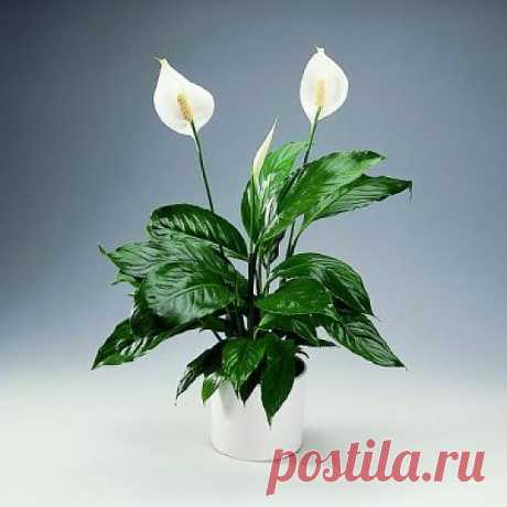 5 комнатных растений, которые должны быть в каждом доме..