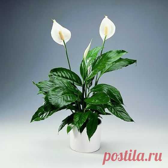 5 комнатных растений, которые должны быть в каждом доме..