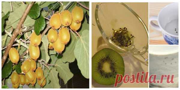 Всех вокруг ты удиви — киви дома посади!