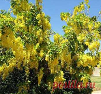 бобовник растение фото - Поиск в Google