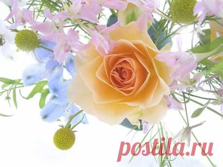 Природа не имеет органов речи, но создает языки и сердца, при посредстве которых говорит и чувствует. - И. Гете