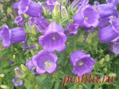 Звон и плач колоколов души....