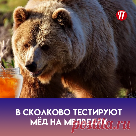 Результаты исследования показали, что медведи способны определять наличие канцерогенов и консервантов в мёде. Специалисты утверждают, что применение открытого эффекта на рынке сбыта мёда поможет контролировать качество продукции.

В дальнейшем планируется создание единой государственной медвежьей коммиссии по качеству мёда, куда будут отбираться мишки со всех уголков страны.

Наконец-то качество мёда будет контролироваться профессионалами!