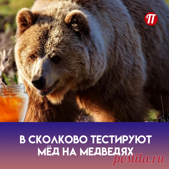 Результаты исследования показали, что медведи способны определять наличие канцерогенов и консервантов в мёде. Специалисты утверждают, что применение открытого эффекта на рынке сбыта мёда поможет контролировать качество продукции.

В дальнейшем планируется создание единой государственной медвежьей коммиссии по качеству мёда, куда будут отбираться мишки со всех уголков страны.

Наконец-то качество мёда будет контролироваться профессионалами!