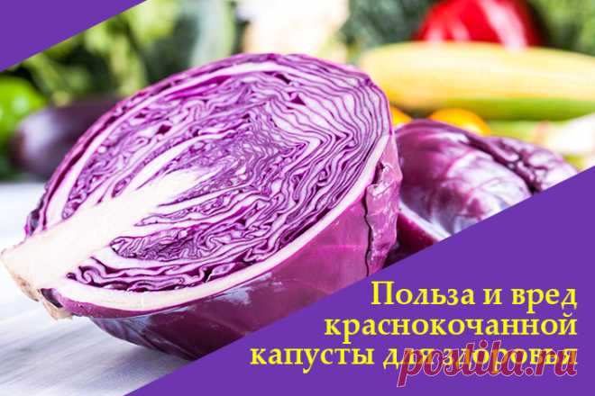 Польза и вред краснокочанной капусты для здоровья | Полезные советы