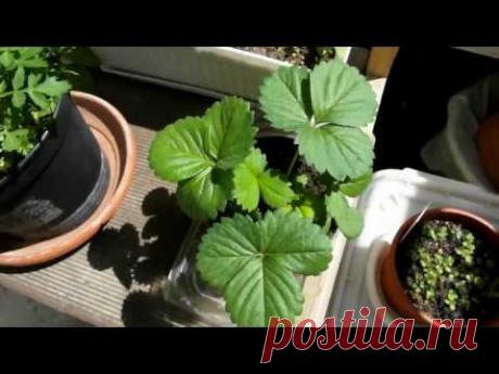 Огород на балконе (Urban Gardening) 23.06.2013 - YouTube