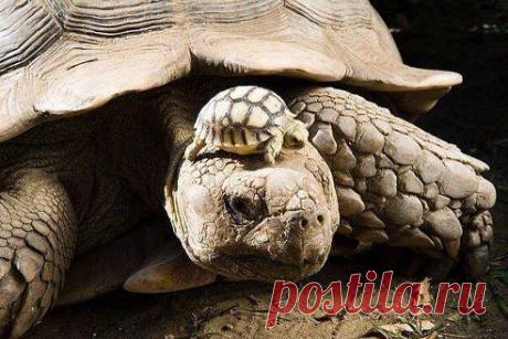 140-летняя -черепаха с 5-дневным черепашонком.