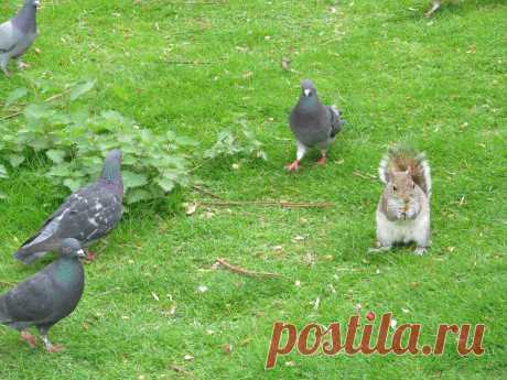 Грецкие орехи - это лакомство не для голубей. Самой мало! Но голуби не теряют надежды:)