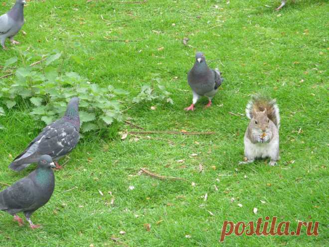 Грецкие орехи - это лакомство не для голубей. Самой мало! Но голуби не теряют надежды:)