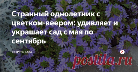 Странный однолетник с цветком-веером: удивляет и украшает сад с мая по сентябрь Удивит соседей и гостей!