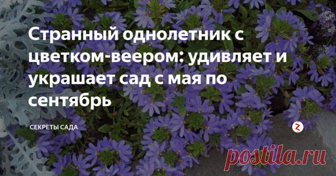 Странный однолетник с цветком-веером: удивляет и украшает сад с мая по сентябрь Удивит соседей и гостей!