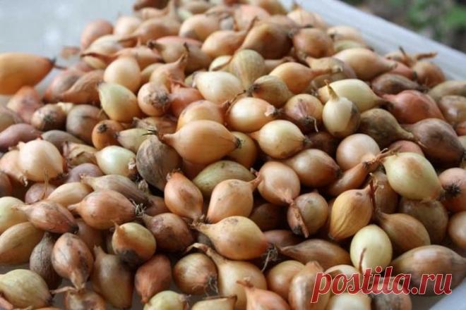 Выращивание лука-севка из семян