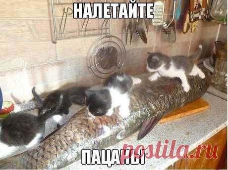 ПОЛНАЯ РЖАКА!