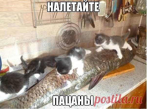 ПОЛНАЯ РЖАКА!
