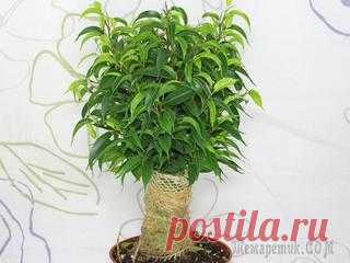 Болезни азалии: почему сбрасывает листья, засыхает и не цветет? Как спасти и реанимировать?