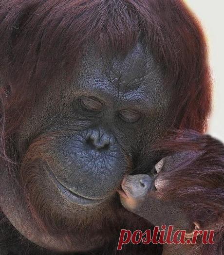 Orangutan kiss | Animals | Поцелуй, Люблю Тебя и Пальмовое Масло