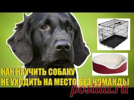 Как научить собаку не уходить на место без команды