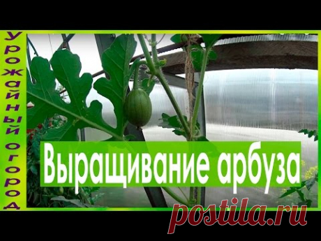 ВЫРАЩИВАНИЕ АРБУЗОВ!!!УХОД И ФОРМИРОВКА!!!