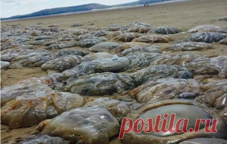 Тысячи медуз выбросились на берег в Южном Уэльсе | МК - Лондон