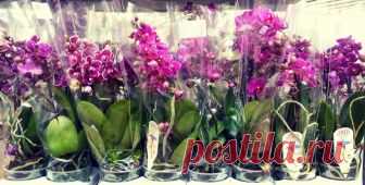 🌺 ОРХИДЕЯ ИЗ МАГАЗИНА. КАК УХАЖИВАТЬ❓ ☝