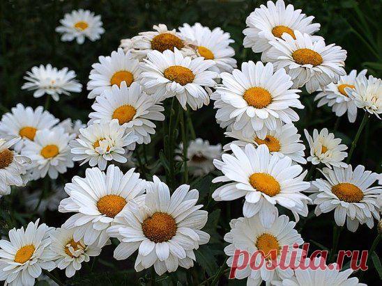 (99) Одноклассники