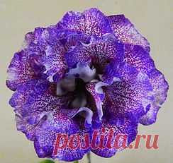 Глоксинии махровые-прекрасное рядом | 3