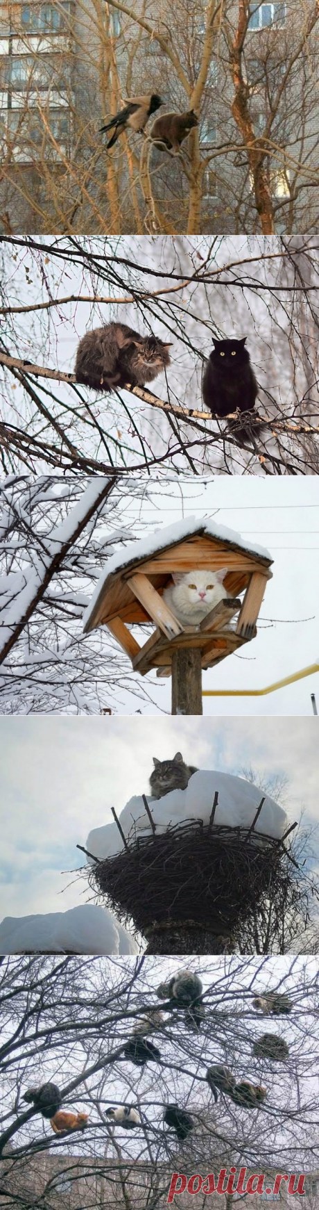 Весна пришла — коты прилетели / Питомцы