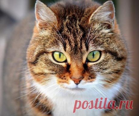 Как в советское время называли беспородных кошек и котов, какие имена им давали | Блоггерство на пенсии | Яндекс Дзен