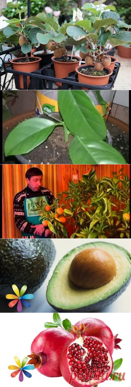 (85) Одноклассники