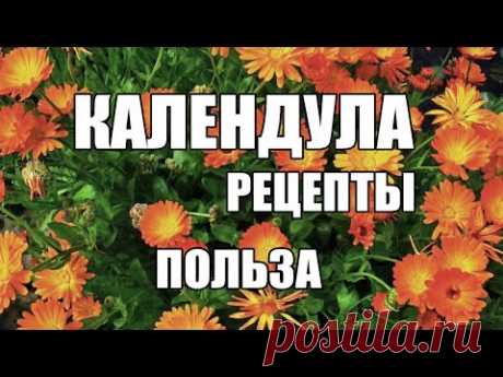 Календула Применение ,польза,рецепты из календулы