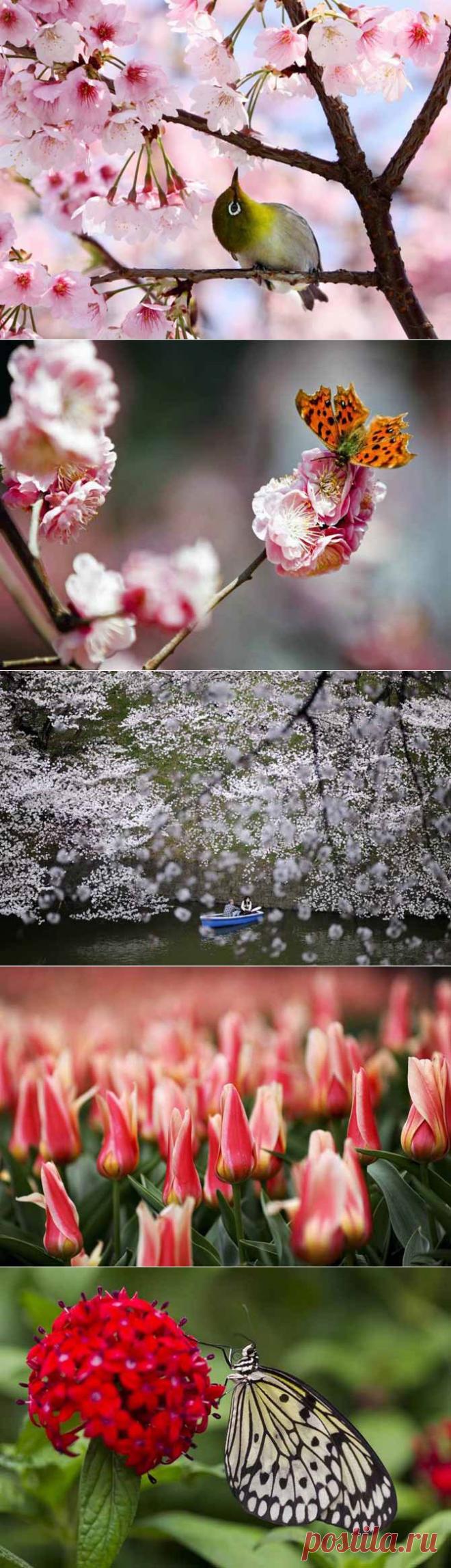 Весенние дни | Fresher - Лучшее из Рунета за день