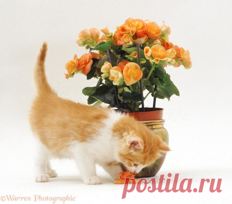 Kitten about to eat a flower photo - WP15158