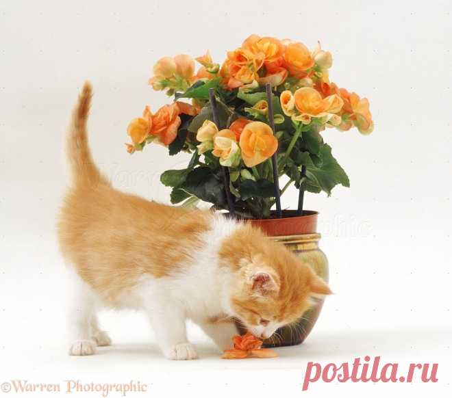 Kitten about to eat a flower photo - WP15158