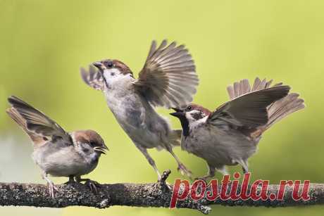 Фото: © Наталья Бачкова.  Метки: воробьи.  
| «Орлята» учатся летать — National Geographic Россия