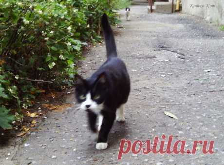 🐈 Хвост. Шпионская история из жизни котов | Кошки &amp; Коты | Яндекс Дзен 🐱 😺 Автор текста и фото: Нина Стрелкова. 

🐾 Жил да был черный, нет, скорее черно-белый кот по кличке Черный Нос. Шел он как-то по двору и увидел, как под одним окном толпятся голуби и обсуждают, что же сегодня выкинут вкусненькое. 
Черный Нос удивился:
– Странно, вкусненькое обычно едят, а не выкидывают. 
Но потом он понял, что, это вкусненькое кто-то добрый выкидывает голубям специально...